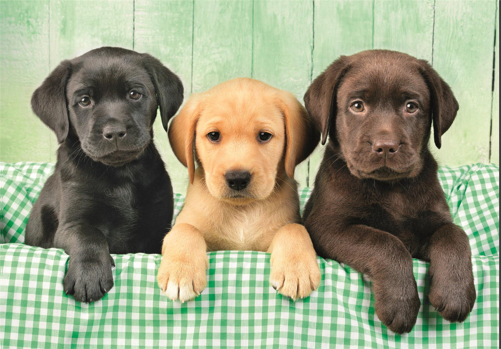 Puzzle 1000 dílků Tři labradoři – Clementoni