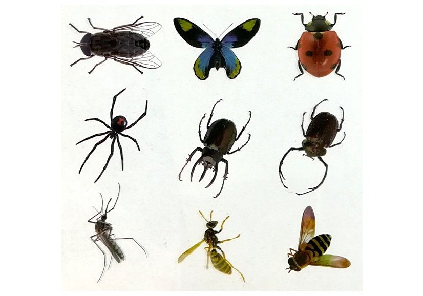 Kreativní sada Prehistorie – Vytvoř si vlastní jantar s hmyzem