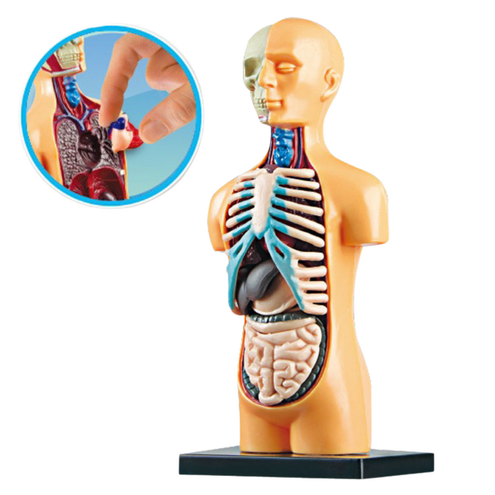 Anatomický model lidského těla s vyjímatelnými orgány