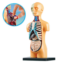 Anatomický model lidského těla s vyjímatelnými orgány