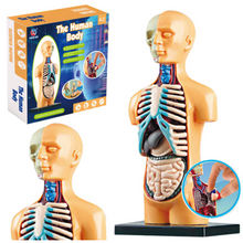 Anatomický model lidského těla s vyjímatelnými orgány