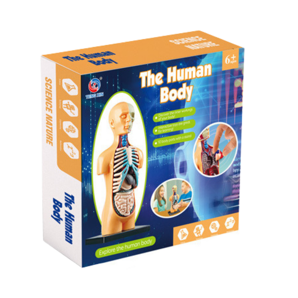 Anatomický model lidského těla s vyjímatelnými orgány