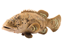 Figurka ryby námořník 11 cm šedá – Goliata