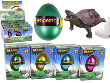 Magické líhnoucí vejce s želvou – rostoucí 6 cm hračka