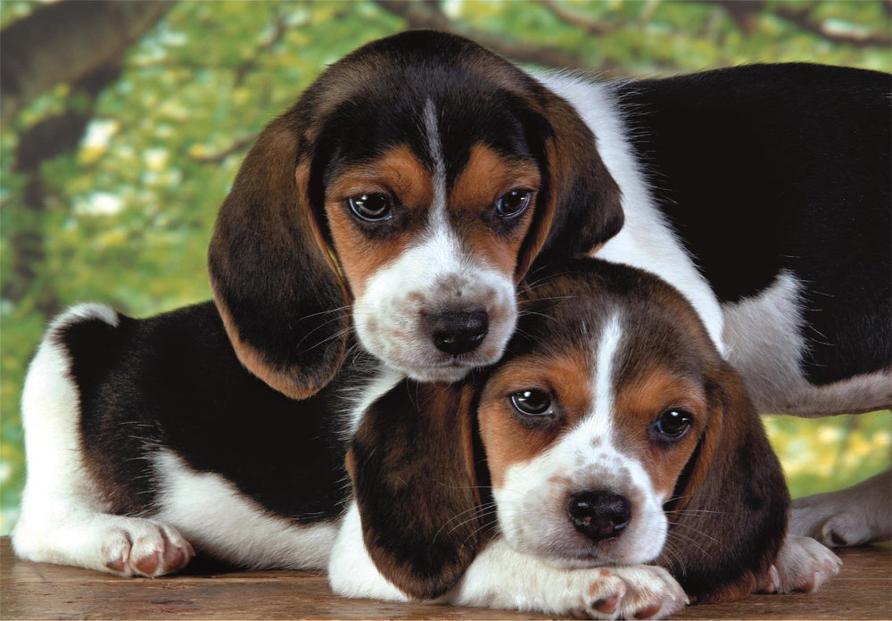 Puzzle 500 dílků Štěňátka Beagle – Clementoni